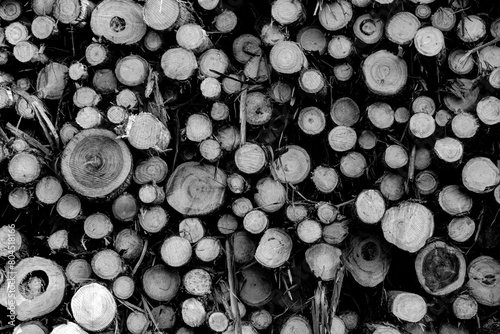 As toras de árvores empilhadas formam uma escultura natural, revelando a força e a beleza da madeira, enquanto aguardam sua transformação em obras úteis e duradouras. photo