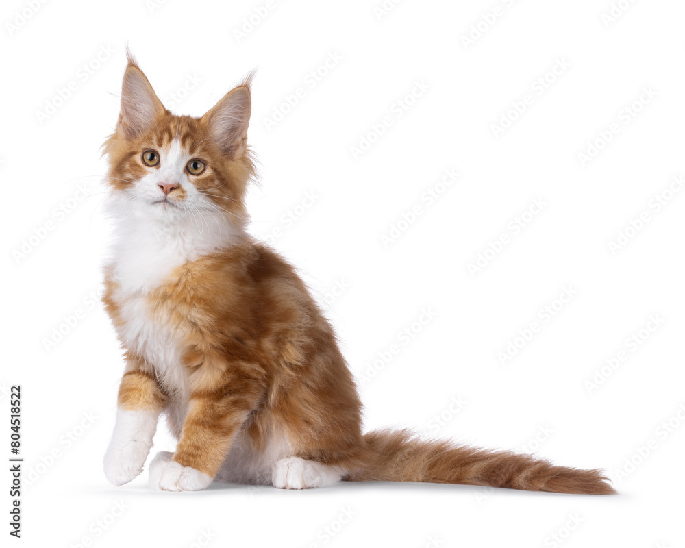 Handsome red with white Maine Coon cat kitten, siting side ways. Looking beside camera. Isolated on a white background. Handsome red with white Maine Coon cat kitten, siting side ways. Looking beside camera. Isolated on a white background.