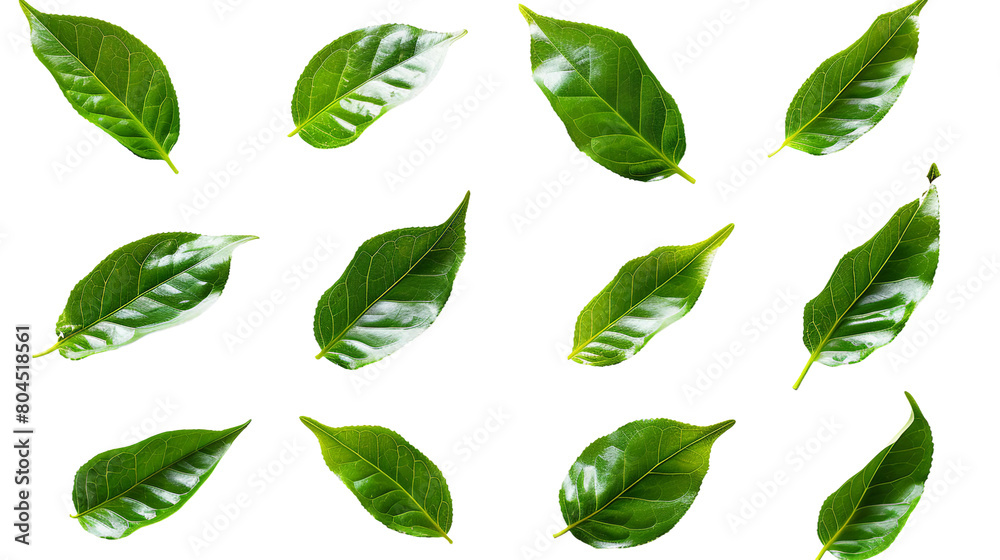 Fresh Green Tea Leaf on Transparent Background, Organic Herbal Ingredient for Healthy Beverage