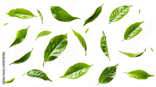 Fresh Green Tea Leaf on Transparent Background, Organic Herbal Ingredient for Healthy Beverage