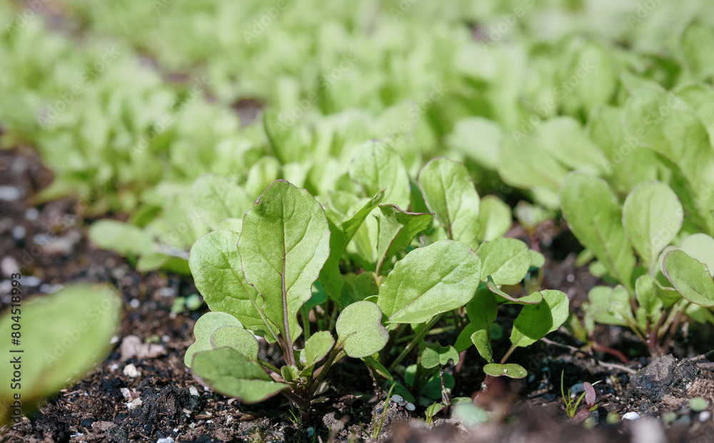 Arugula seedling in garden with defocused plant rows. Close up. Lush spring garden. Astro and franchi arugula plants before thinning. Also known as rocket salad, roquette or rugula. Selective focus. Arugula seedling in garden with defocused plant rows. Close up. Lush spring garden. Astro and franchi arugula plants before thinning. Also known as rocket salad, roquette or rugula. Selective focus.