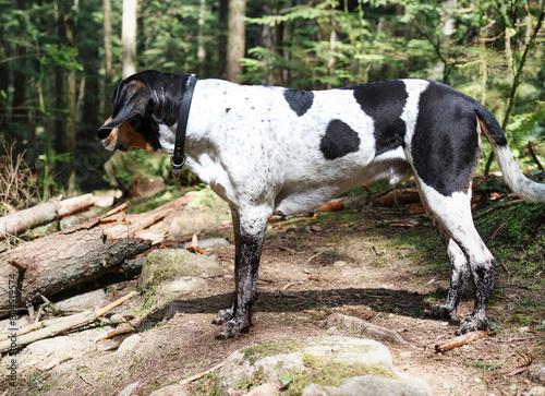 Dog with dirty black legs after standing in deep mudhole. Funny large puppy dog standing in forest wearing mud boots or socks. 3 years old male Bluetick Coonhound dog or coon dog. Selective focus.