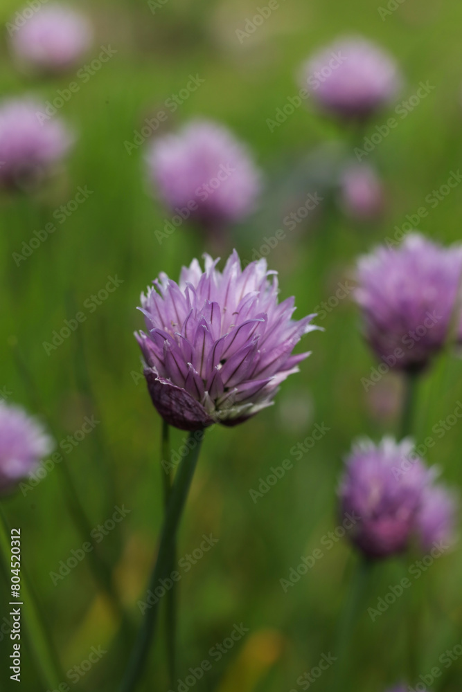 purple flowers of chives on a background of green grass. purple flowers of chives on a background of green grass.