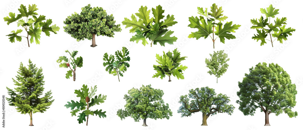 Obraz premium Oak trees PNG transparent background