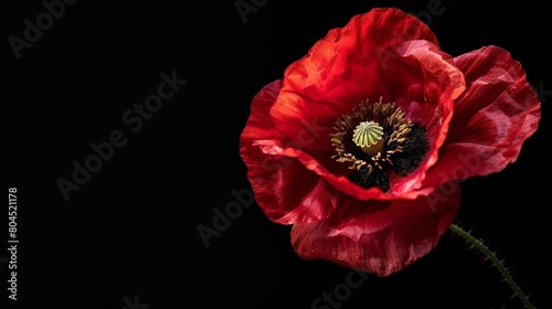 Red poppy flower on black background. Remembrance Day, Armistice Day, Anzac day symbol, floral, flora, blossom, closeup, garden, bloom, .