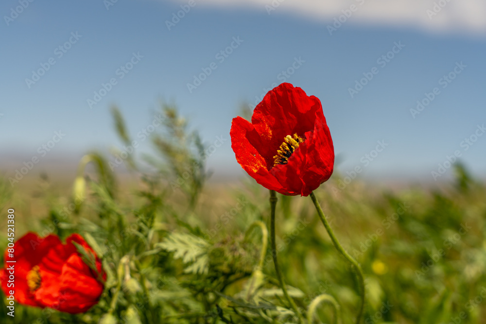 Obraz premium Two red flowers are in a field of green grass