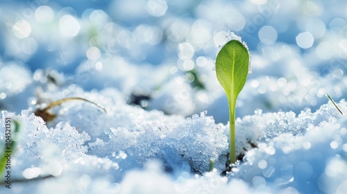 green sprout emerging from snowy frozen ground announcing end of winter end beginning of spring season, ice, bright, environment, life, concept, new, sunlight, light,.