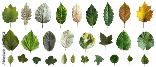 Set of leaves PNG transparent background