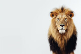 Majestic male lion on a white background with a large mane