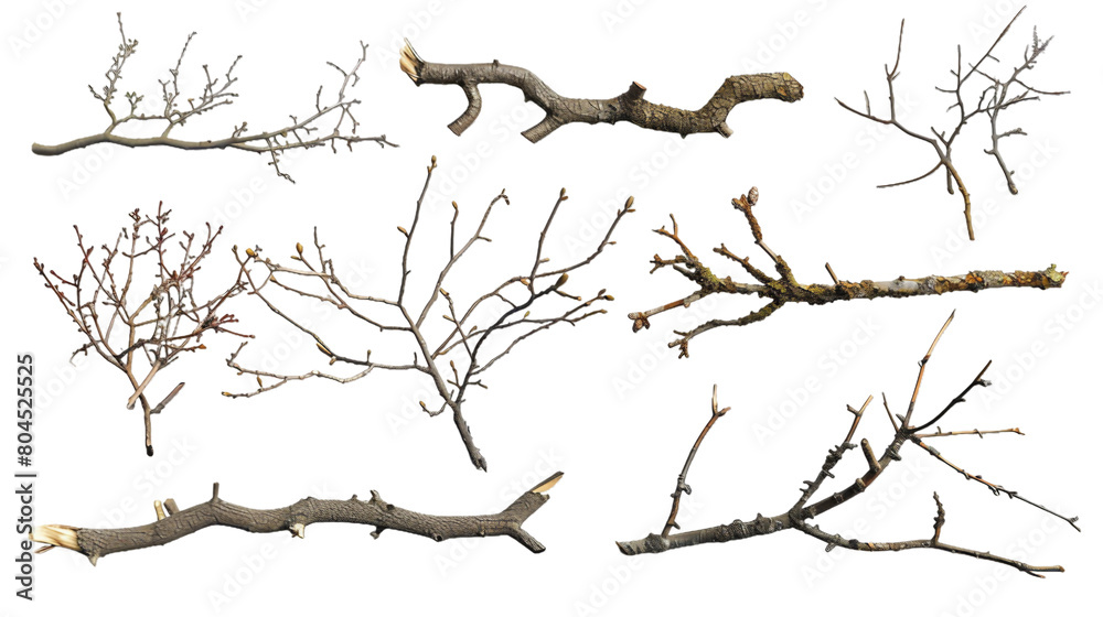 Fototapeta premium Different branches of a trees PNG transparent background