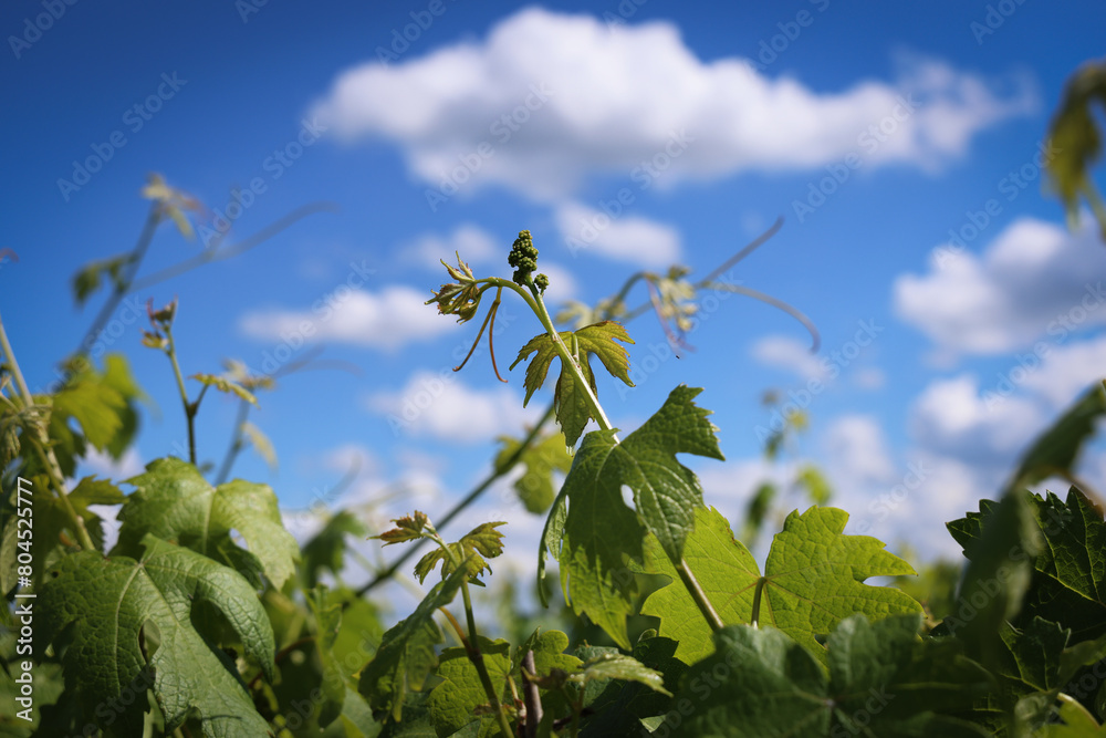 Obraz premium Vite e vigneti in primavera: dettagli dei germogli di foglie e grappoli