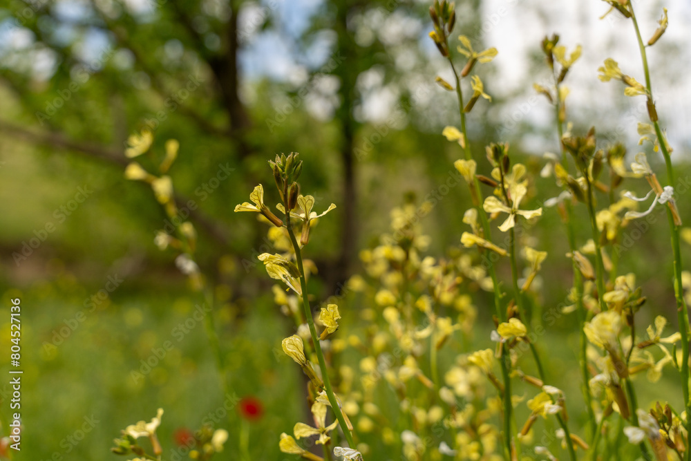 Obraz premium A field of yellow flowers with a tree in the background. The flowers are in full bloom and the sky is clear