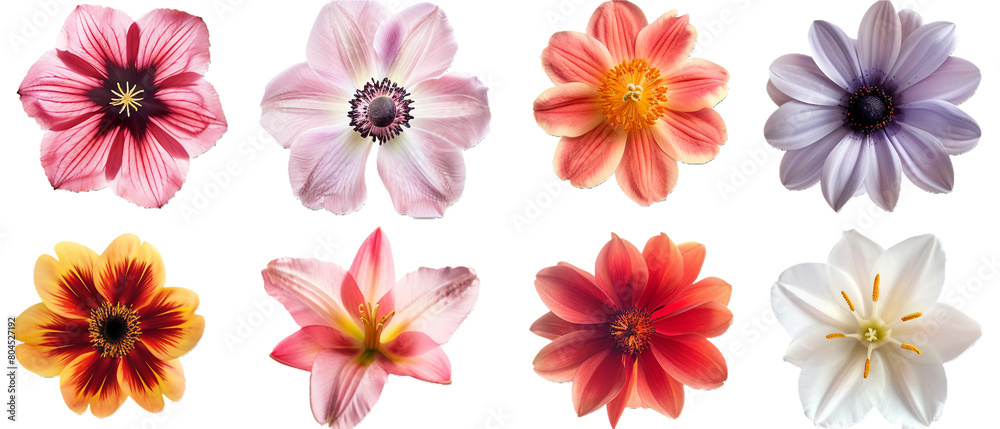 Set of flowers isolated PNG transparent background Set of flowers isolated PNG transparent background