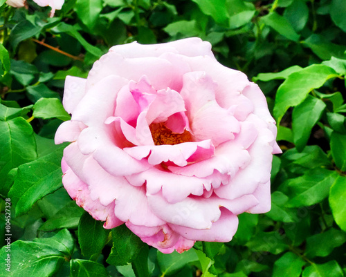Memorial Day Hybrid Tea Rose