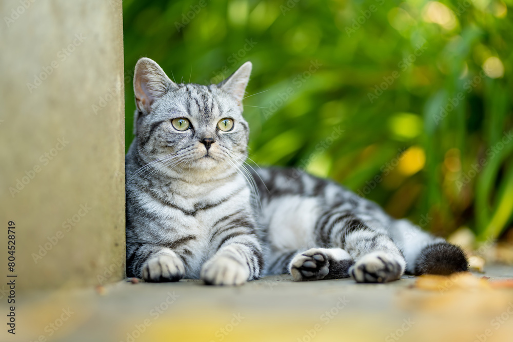 Young playful British shorthair silver tabby cat relaxing in the backyard. Gorgeous blue-gray cat with yellow eyes having fun outdoors in a garden or a back yard.