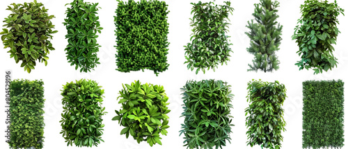 Green bushes PNG transparent background