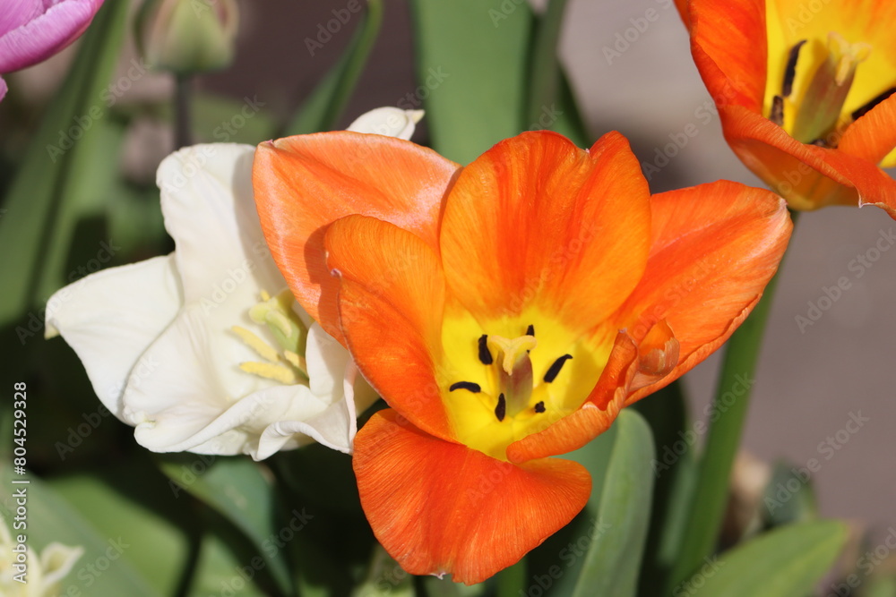 Tulips (Tulipa) are a genus of spring-blooming perennial herbaceous bulbiferous geophytes (having bulbs as storage organs). Tulips (Tulipa) are a genus of spring-blooming perennial herbaceous bulbiferous geophytes (having bulbs as storage organs).