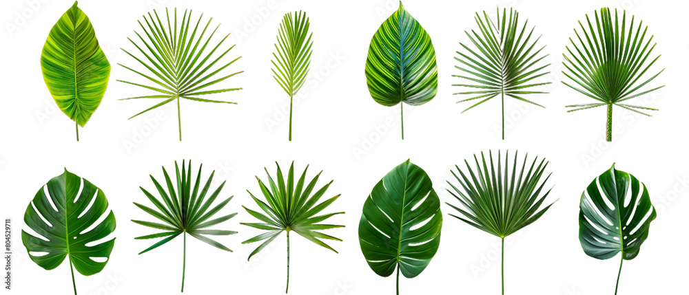 Set of green leaves PNG transparent background Set of green leaves PNG transparent background