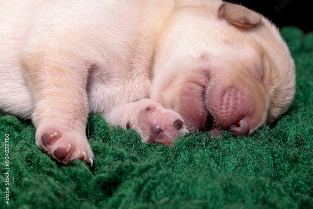 Sleeping beauty. Blonde Labrador puppy is sleeping on a green fleece bed. Sleeping beauty. Blonde Labrador puppy is sleeping on a green fleece bed.