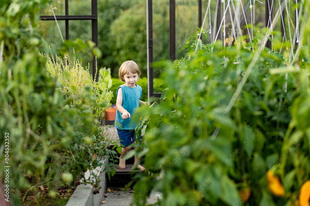 Cute toddler boy having fun in a greenhouse on sunny summer day. Child helping with daily chores. Cute toddler boy having fun in a greenhouse on sunny summer day. Child helping with daily chores.