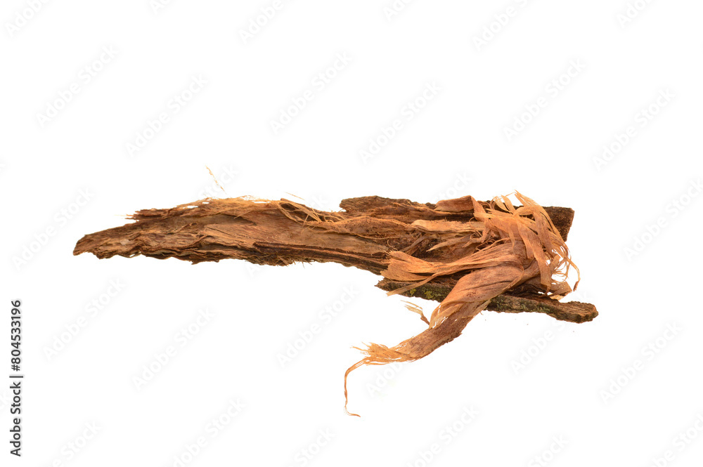 Fototapeta premium tree bark isolated on white background