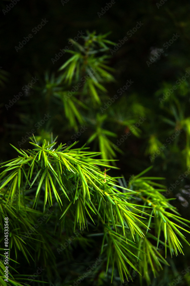 Fototapeta premium Juniper Needles Close-up