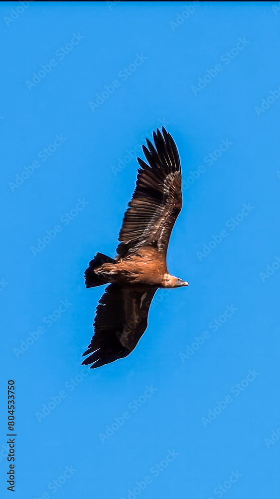Eurasian Griffon Vulture. A majestic brown eagle soars freely against a clear blue sky, embodying the essence of freedom and nature’s grandeur. Eurasian Griffon Vulture. A majestic brown eagle soars freely against a clear blue sky, embodying the essence of freedom and nature’s grandeur.