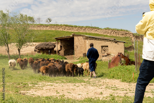Quadro em tela A man is leading a herd of sheep through a field
