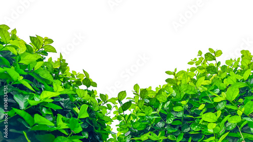 Isolated with clipping paths green tree top leaves on white background