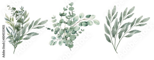 Bouquet of eucalyptus watercolor set on transparent background