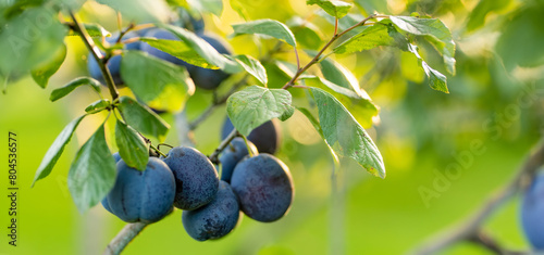 Purple plums on a tree branch in the orchard. Harvesting ripe fruits on autumn day. Growing own fruits and vegetables in a homestead.