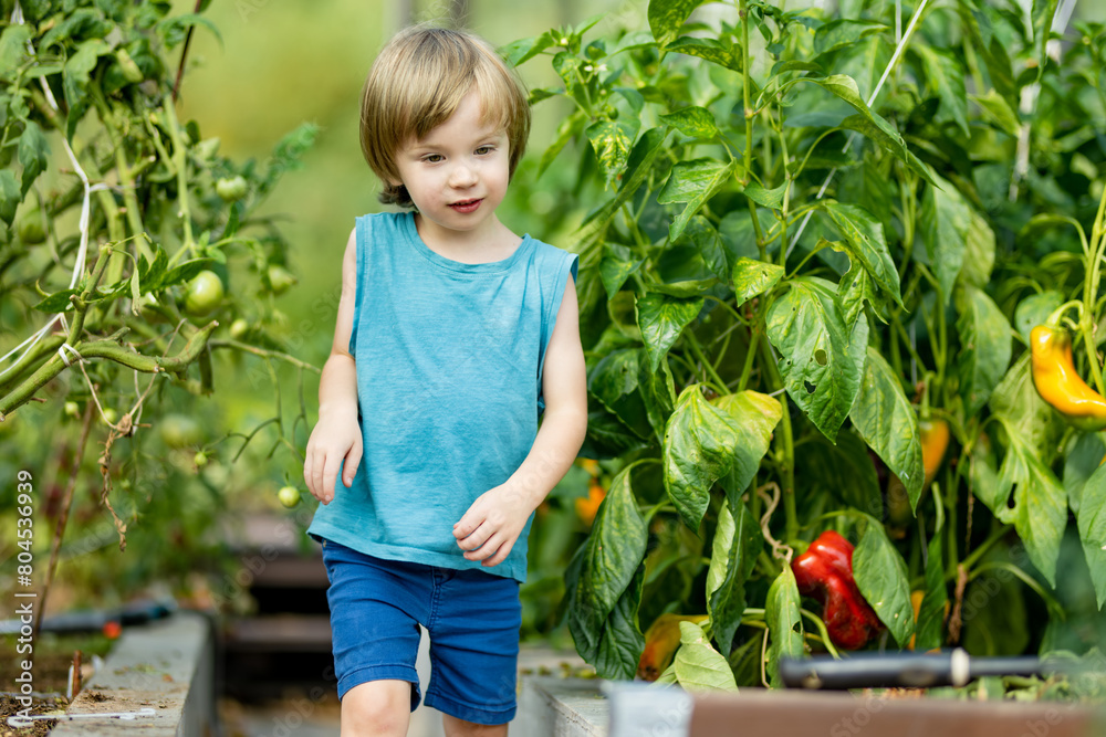 Cute toddler boy having fun in a greenhouse on sunny summer day. Child helping with daily chores. Cute toddler boy having fun in a greenhouse on sunny summer day. Child helping with daily chores.