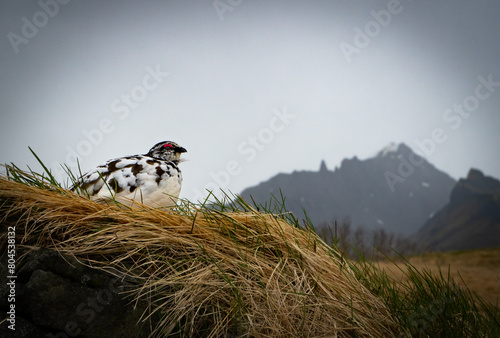 Lagopède alpin devant montagne photo