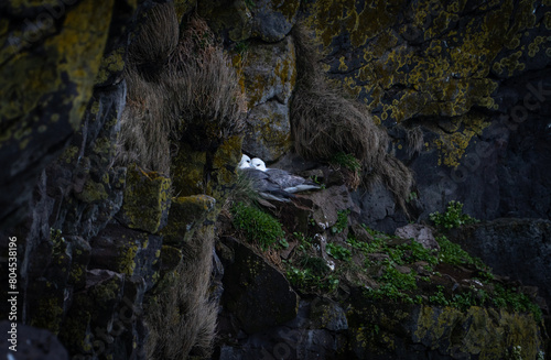 Couple de fulmar boréal
