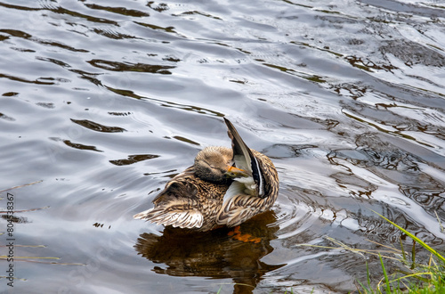 female wild duck cleans feathers near the riverbank, mallard cleans feathers, anas