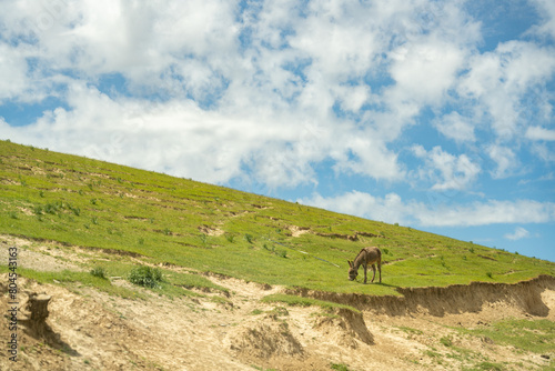 A donkey is grazing on a hillside. The sky is blue and there are clouds in the background © oybekostanov