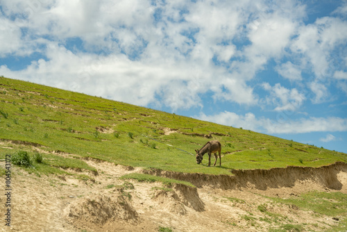 A donkey is grazing on a hillside. The sky is blue and there are clouds in the background