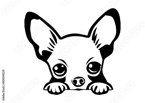 Chihuahua dog peeking	
