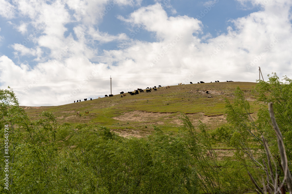 A herd of cows are grazing on a hillside. The sky is cloudy and the sun is shining through the clouds
