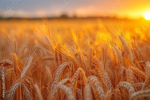 Intimate close-up of wheat ears with a blurred sunset background  showing fine detail