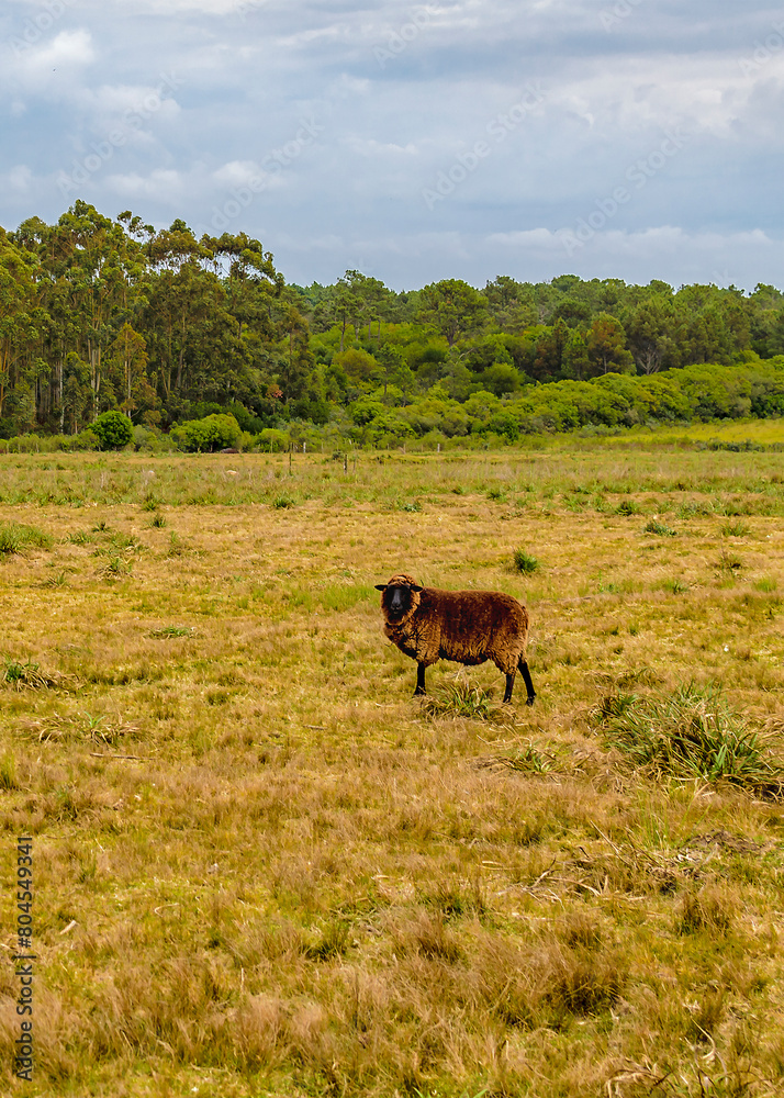 Sheep at countryside landscape, maldonado, uruguay