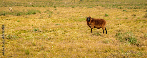 Sheep at countryside landscape, maldonado, uruguay © danflcreativo
