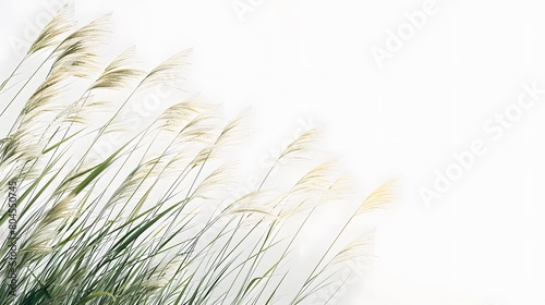 natural beauty of grass with a minimalist image of blades swaying in the wind against a pristine white backdrop  evoking a sense of tranquility.