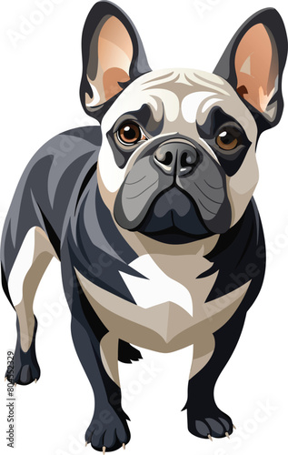 French bulldog portrait isolated on a white background. Vector illustration.