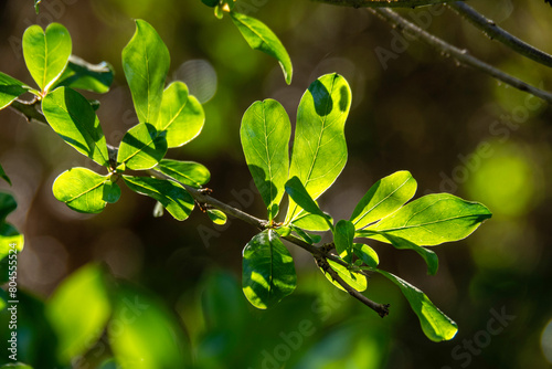 leaves in the forest