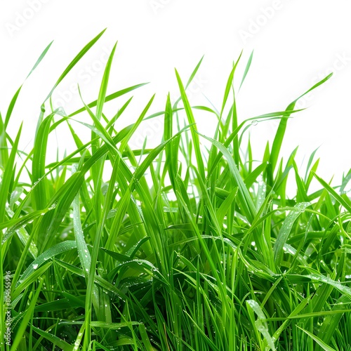 vibrant greenery of fresh grass  isolated on a crisp white background  exuding freshness and vitality