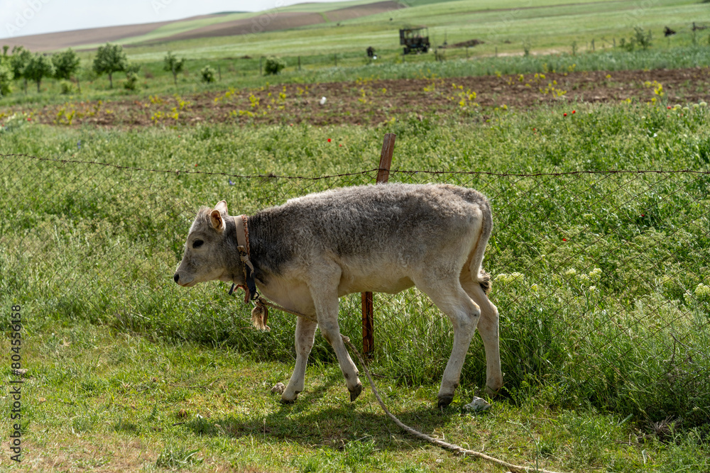 Obraz premium A small cow is walking through a field of grass. The cow is wearing a collar and he is grazing