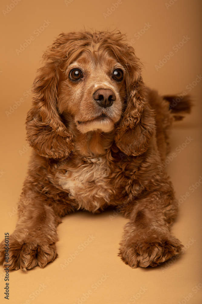 Studio portrait of a cocker spaniel dog laying down. He is looking to his side. The background is beige. The dog is an adult and is seven years old. Studio portrait of a cocker spaniel dog laying down. He is looking to his side. The background is beige. The dog is an adult and is seven years old.