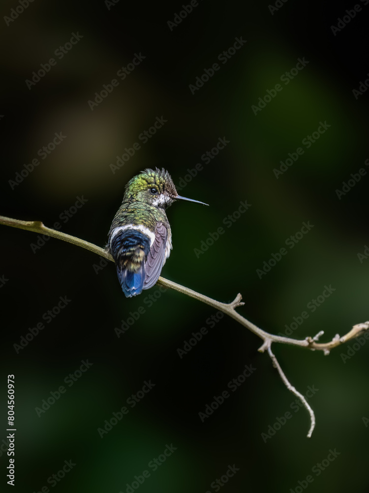 Fototapeta premium Sparkling Violetear Hummingbird on a stick against green background