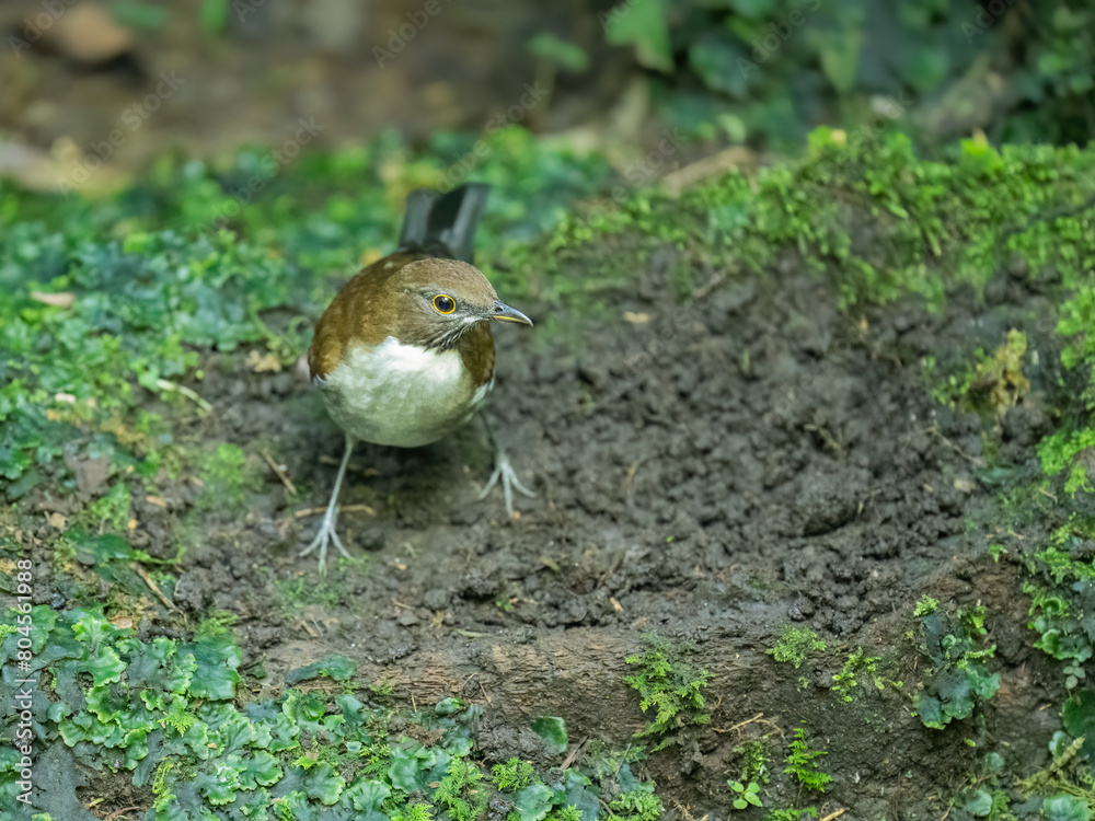 Obraz premium White-necked Thrush foraging on the ground